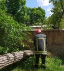 Аварійні дерева небезпечні