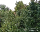 Вирощував вдома коноплі