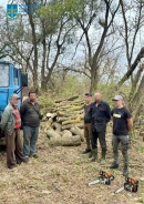 Незаконною порубкою дерев завдано збитки довкіллю на суму понад 2 млн гривень
