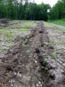 Завершили лісокультурну кампанію