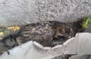 Єнота повернули в природу 