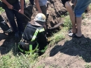 Дістали корову з ями