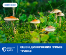 Обережно – сезон дикорослих грибів триває!