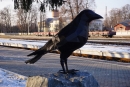 У Гайвороні встановили скульптуру грака