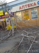Падають берези