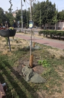 У Кропивницькому сквері Першого трамваю вандали пошкодили мішки для поливу дерев