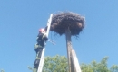 Повернули в гніздо