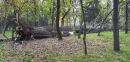 Внаслідок сильних поривів вітру на Кіровоградщині зафіксовано падіння дерев