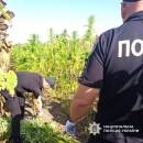На Кіровоградщині поліцейські знищили посіви конопель на 2,5 млн грн