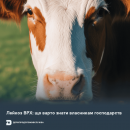 Лейкоз ВРХ: що варто знати власникам господарств