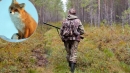 На Кіровоградщині відстрілюють лисиць