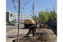 Програма озеленення в дії: у Кропивницькому висаджено понад 800 дерев